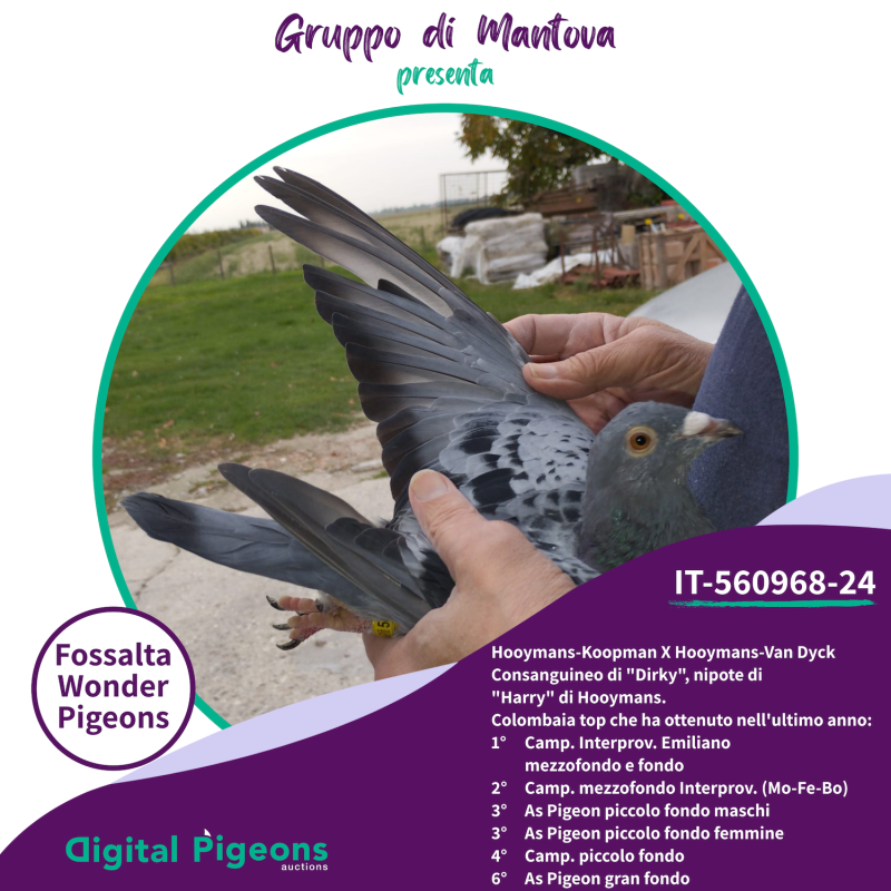 IT-560968-24 - Fossalta Wonder Pigeons